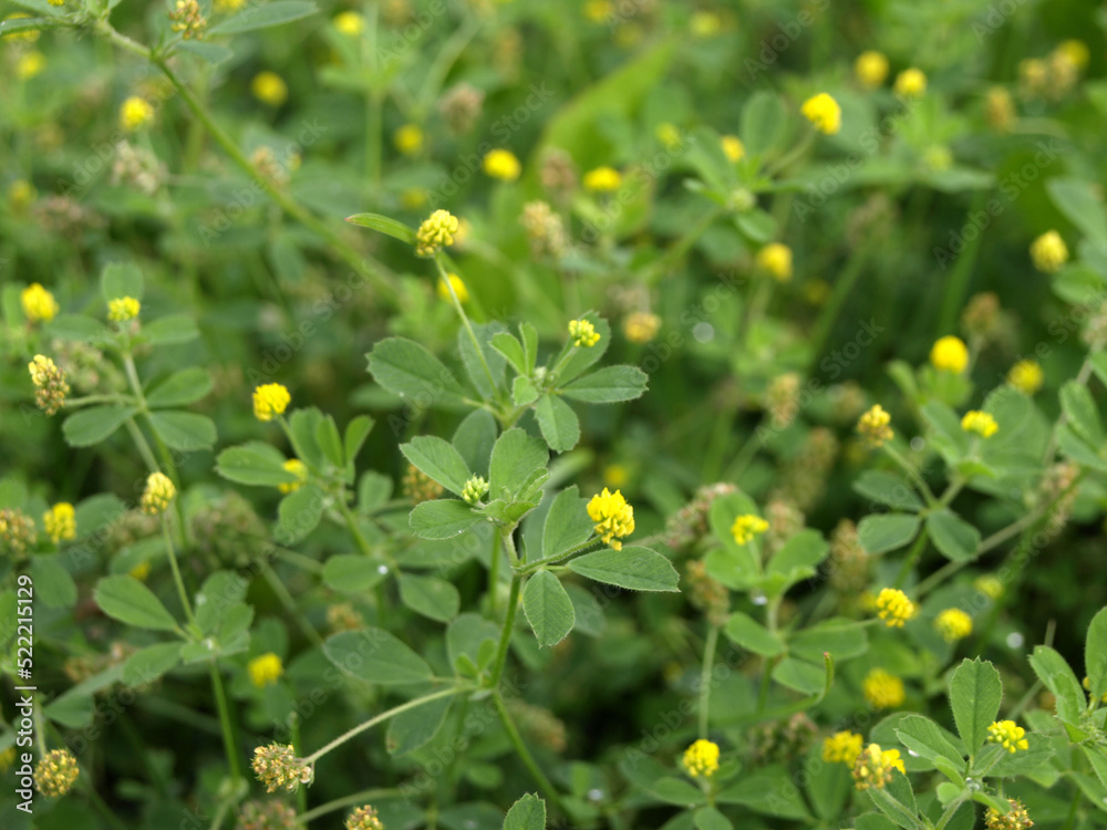 Yellow Trifolium dubium flowers, other names: lesser clover, true shamrock,yellow suckling,wild trefoil, yellow trefoil in the field Yellow Trifolium dubium flowers, other names: lesser clover, true shamrock,yellow suckling,wild trefoil, yellow trefoil in the field