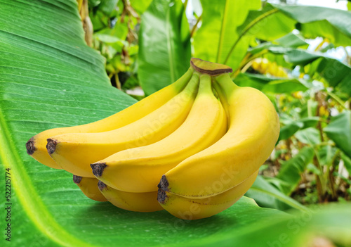 Perfect ripe yellow bananas on green banana leaf close-up.