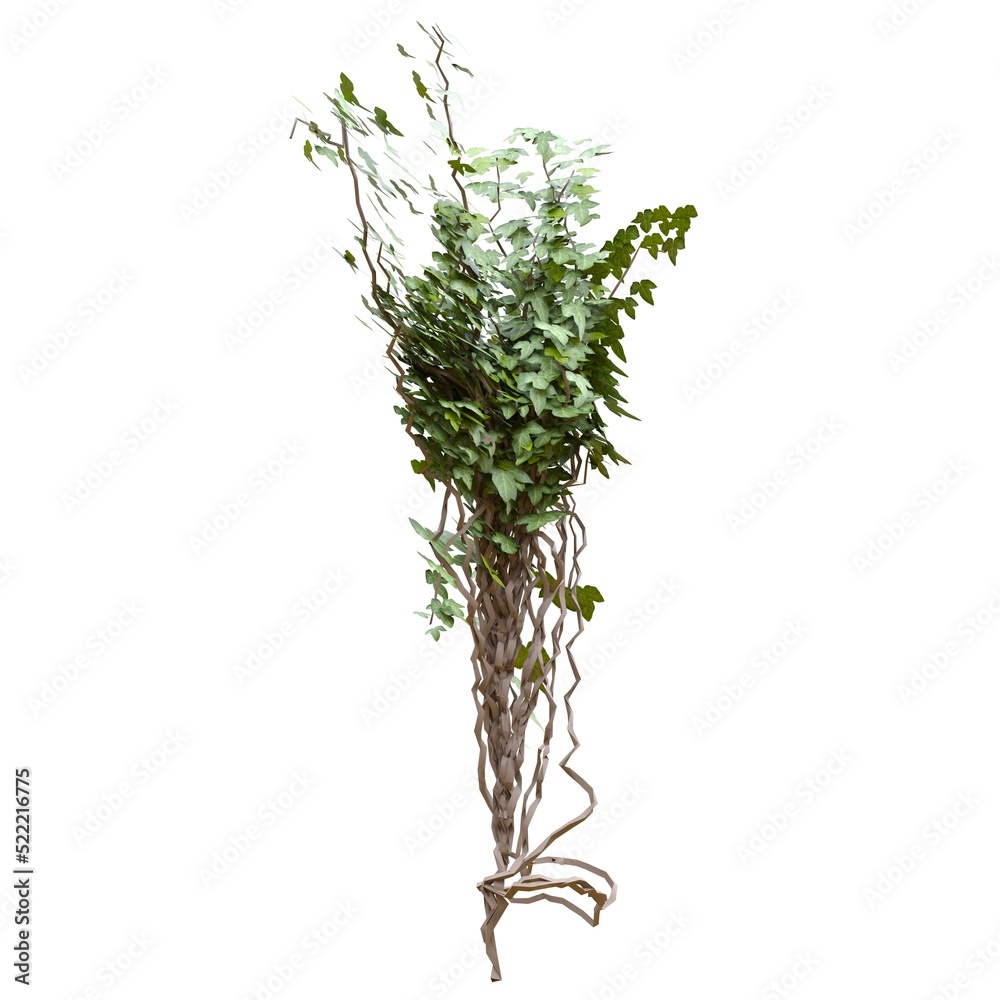 Climbing plants ivy isolated on white background 3d illustration Climbing plants ivy isolated on white background 3d illustration