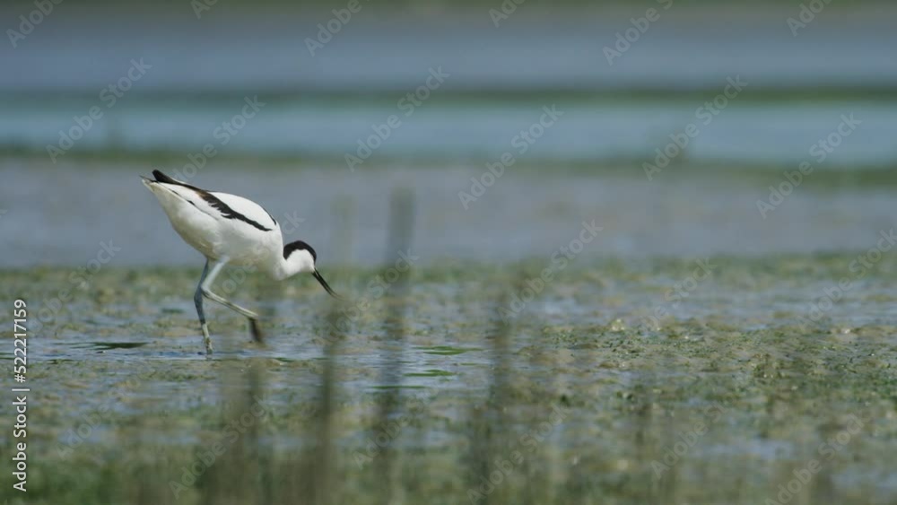 Unique Kluut bird walking on shallow water and looking for food, distance view Unique Kluut bird walking on shallow water and looking for food, distance view