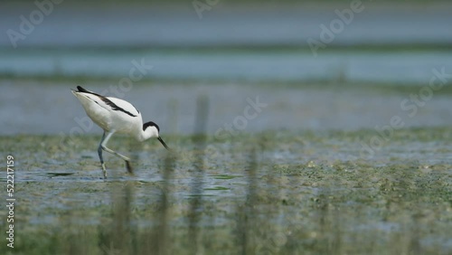 Unique Kluut bird walking on shallow water and looking for food, distance view photo