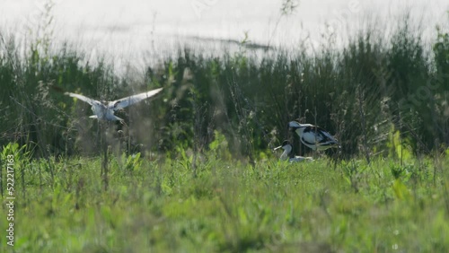 Rare Kluut bird family sitting near lake water, distance static view photo