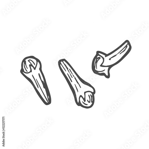 Hand-drawn carnation inflorescences. A spice in the style of doodle, which is the dried unopened buds (flower buds) of a tropical clove tree. Isolated vector illustration.