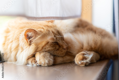 窓辺で眠る猫 茶トラ猫