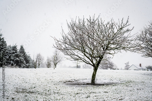 Snow falling and covering trees at Mount Somers, Canterbury. photo
