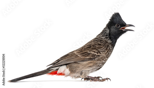 profile of a Red-vented bulbul, Pycnonotus cafer, isolated on wh photo