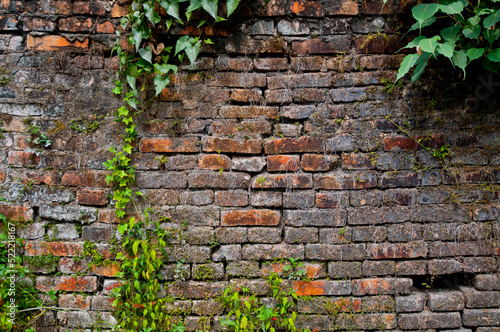 Fotografia Red Grey old stone brick wall with creeper vegatation crawling all over