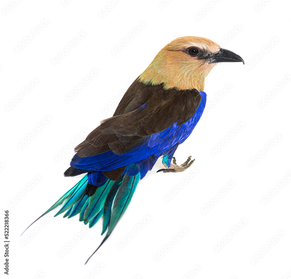 Fototapeta premium High view of a Blue-bellied roller, Coracias cyanogaster, isolat