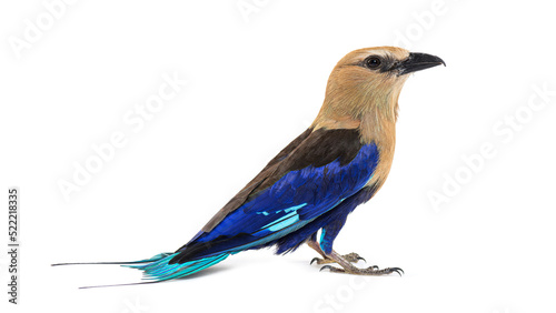 Blue-bellied roller profile view, Coracias cyanogaster, isolated