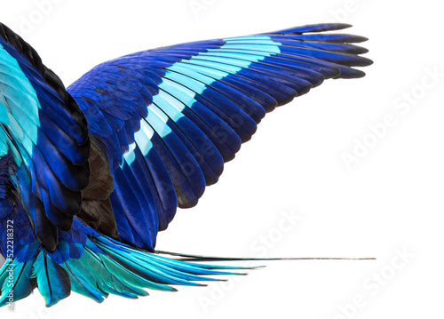 Details macro of blue feathers Blue wings spread of a bellied ro