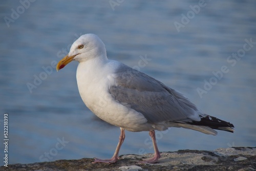 seagull on the beach © Matthieu