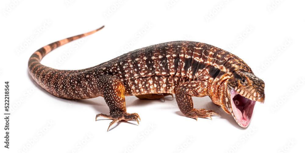 Fototapeta premium Red tegu mouth open, we can see its larynx,Salvator rufescens, i