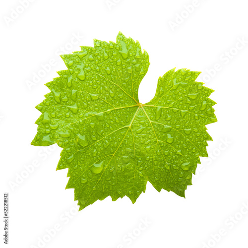 Weinblatt mit Wassertropfen isoliert mit transparentem Hintergrund