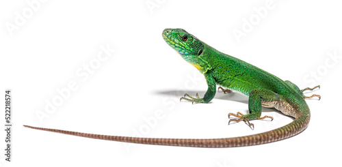 Back view of a green Timon pater specie of Wall lizard