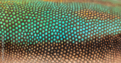 Details, macro of scales of gold dust day gecko, Phelsuma latica photo