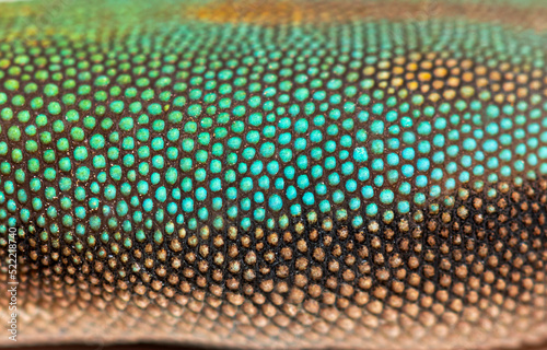 Details, macro of scales of gold dust day gecko, Phelsuma latica photo