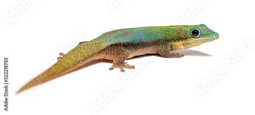 Gold dust day gecko, Phelsuma laticauda, Isolated on white