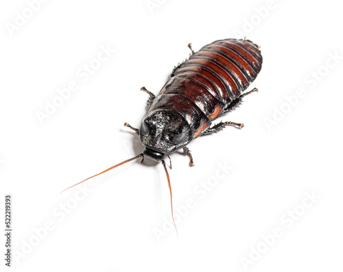 Madagascar hissing cockroach, Gromphadorhina portentosa, isolate