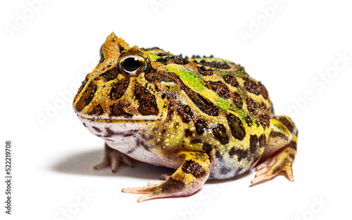 Side view of a Cranwell's horned frog, Ceratophrys cranwelli, is photo