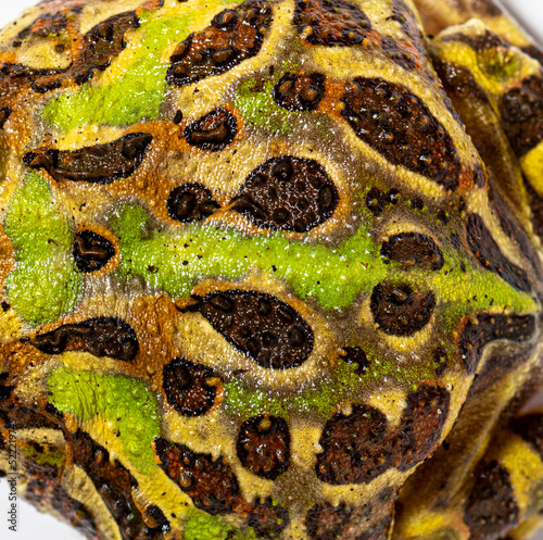 detail of the Cranwell's horned frog skin, Ceratophrys cranwelli photo