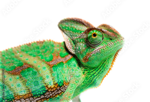 Head shot of a profile veiled chameleon head, Chamaeleo calyptra