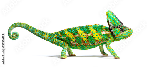 Obraz na płótnie side view of a veiled chameleon, Chamaeleo calyptratus, isolated