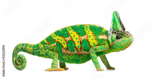 side view of a veiled chameleon  Chamaeleo calyptratus  isolated