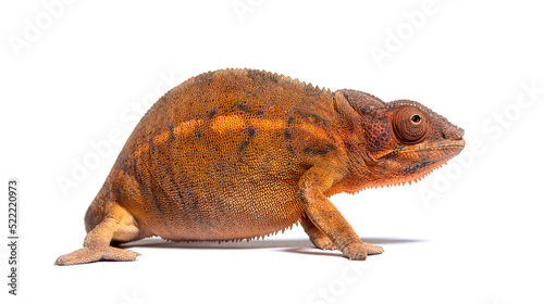 Side view of a Panther chameleon - Furcifer pardalis, isolated o