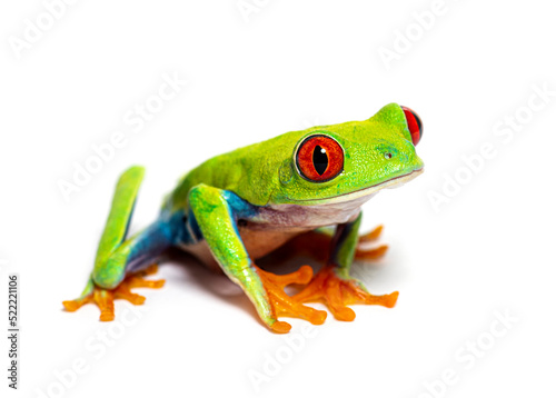Red-eyed tree frog looking at the camera, Agalychnis callidryas,