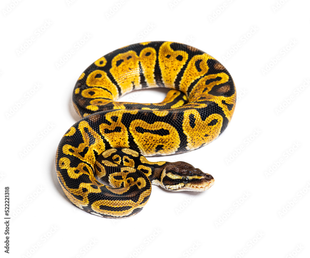 Pastel ball python, Python Regius, isolated on white