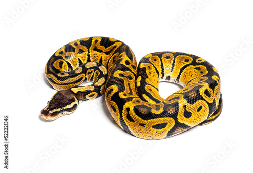 Pastel ball python, Python Regius, isolated on white © Eric Isselée