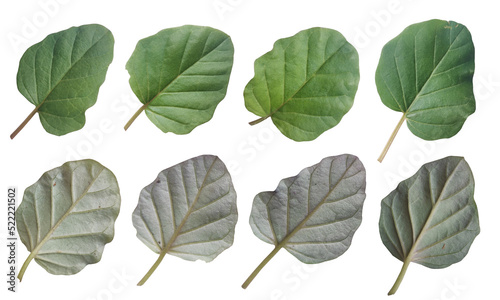 set of leaves on a white background