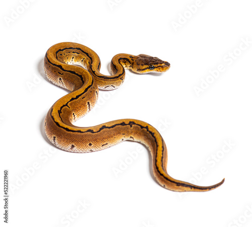 Pinstripe ball python, python regius, isolated on white