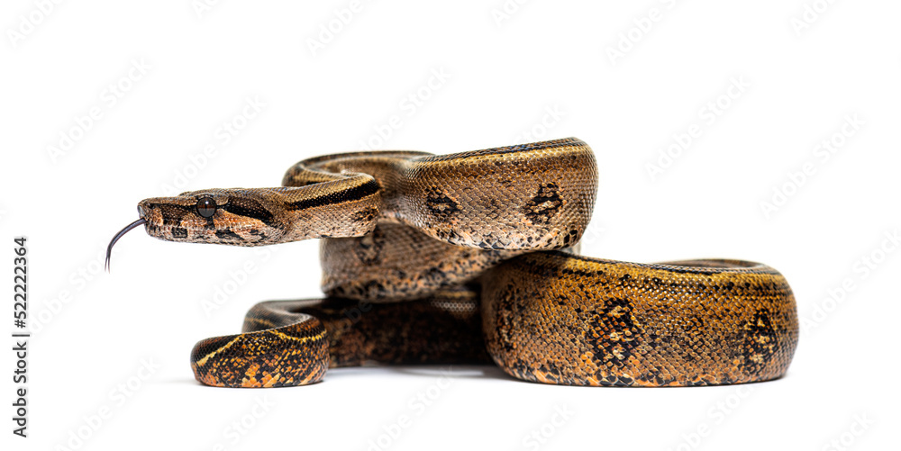 Ταπετσαρία Black stripe boa constrictor sticking the tongue out, isolated o