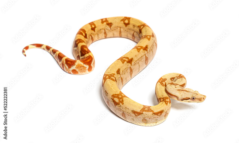 VPI sunglow het Anery Boa constrictor, isolated on white VPI sunglow het Anery Boa constrictor, isolated on white