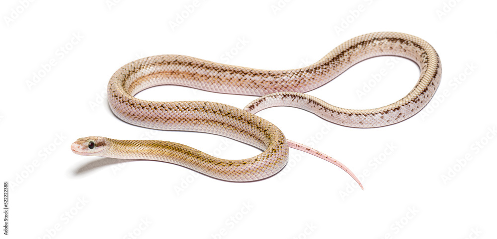 Fototapeta premium Platinum Beauty rat snake, orthriophis taeniura taeniura, isolat