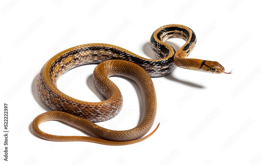 Obraz premium Copperhead rat snake tongue out, Coelognathus radiatus, isolated