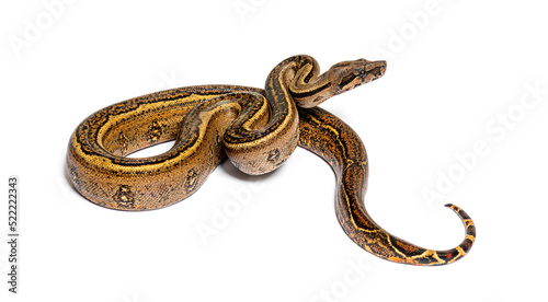 Black stripe boa constrictor, isolated on white photo