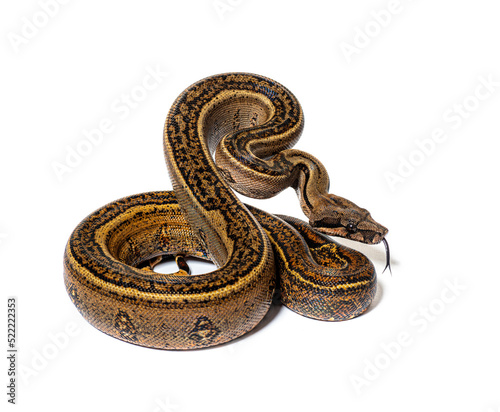 Black stripe boa constrictor sticking the tongue out, isolated o