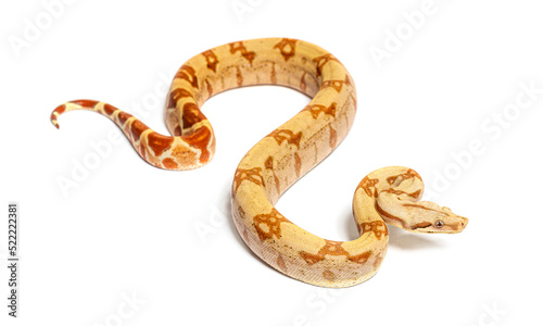 VPI sunglow het Anery Boa constrictor, isolated on white © Eric Isselée