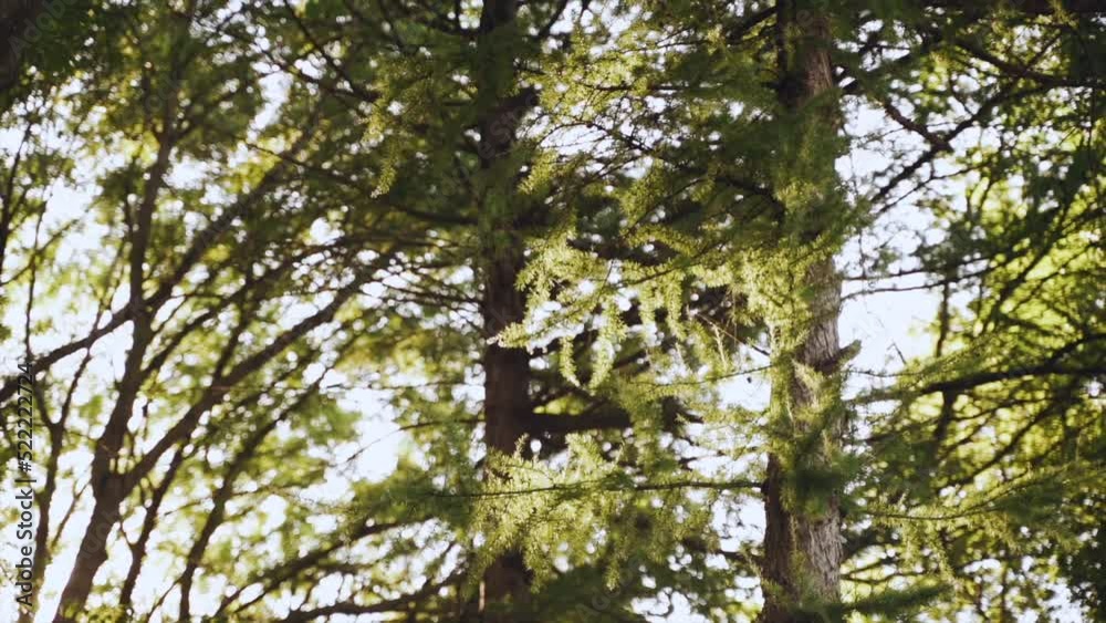 Tree branches at sunset on a sunny day