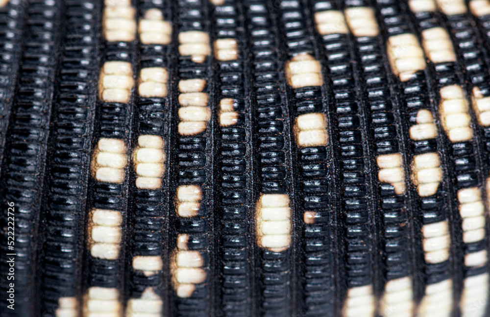 Close-up, macro of the Argentine black and white tegu scales, Sa Close-up, macro of the Argentine black and white tegu scales, Sa