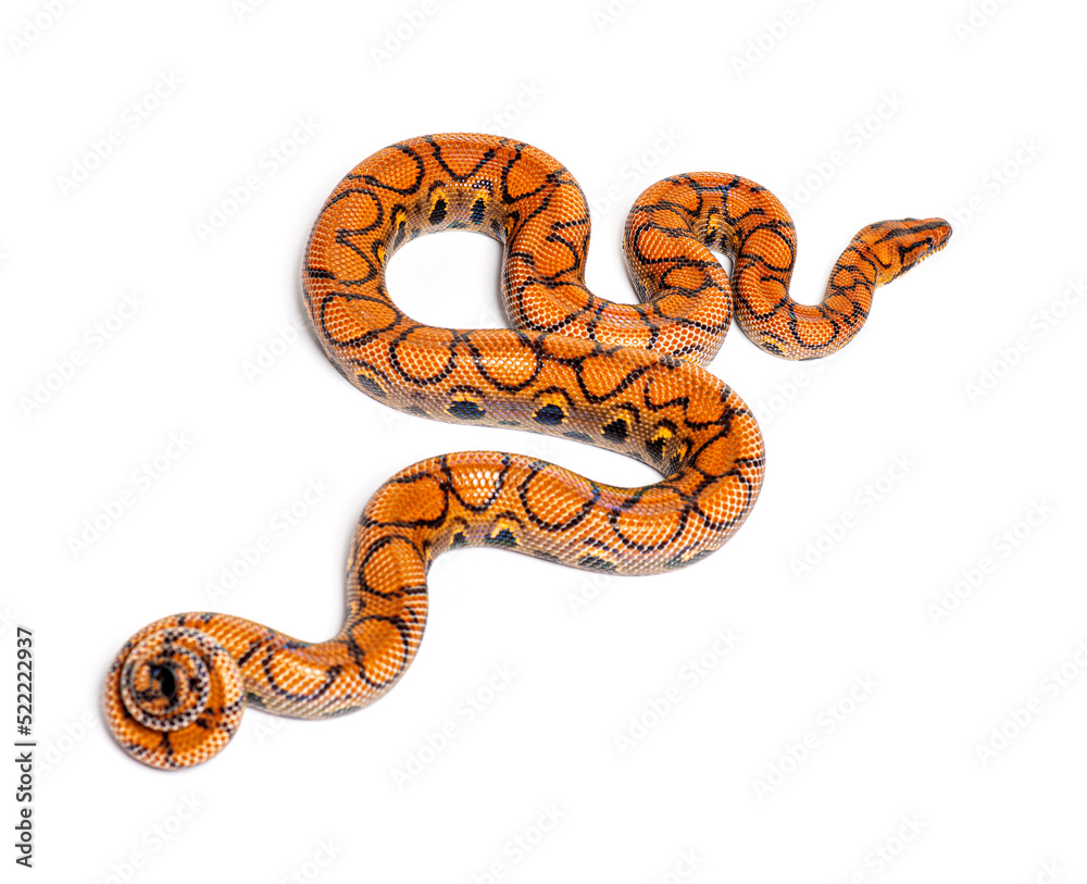Back view of a Rainbow boa, Epicrates cenchria, isolated on whit Back view of a Rainbow boa, Epicrates cenchria, isolated on whit