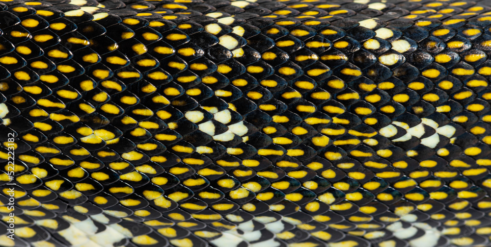 Close-up on Diamond python scales, snake, Morelia spilota spilot Close-up on Diamond python scales, snake, Morelia spilota spilot