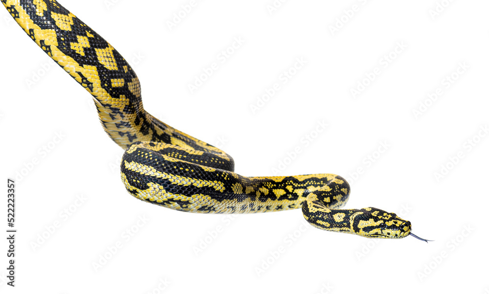 Obraz premium Snake hanging in the air sniffing tongue out, Jungle carpet pyth