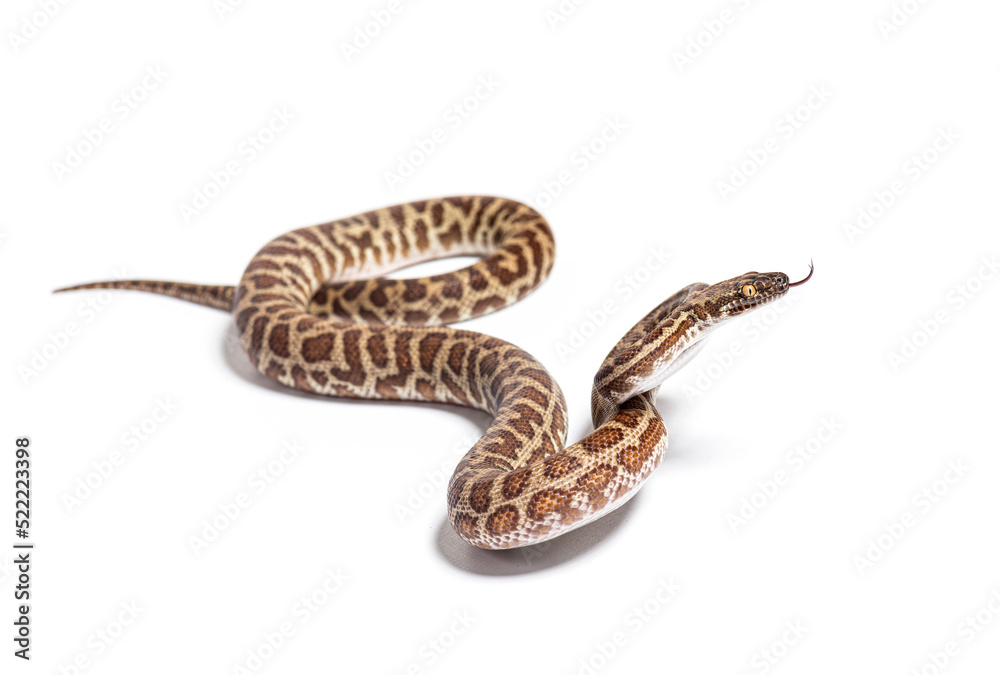Children's python, Antaresia childreni, sniffing tongue out, isolated on white Children's python, Antaresia childreni, sniffing tongue out, isolated on white