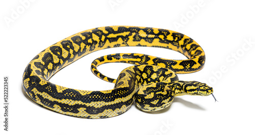 Jungle carpet python, Morelia spilota cheynei, sniffing with its photo