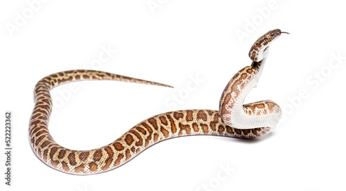Fotografija Children's python, Antaresia childreni, sniffing attacking tongue out, isolated