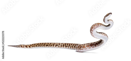 Children's python, Antaresia childreni, isolated on white