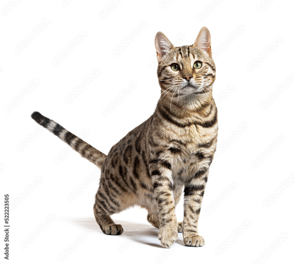 Bengal cat facing at the camera, isolated on white